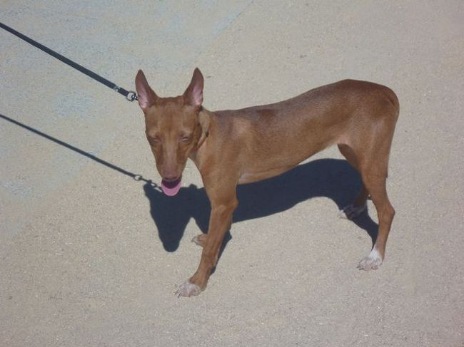 わんこは暑くてバテバテー