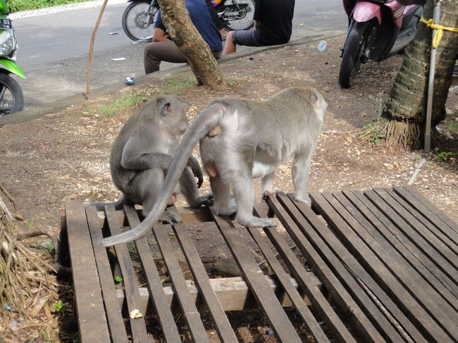 名物(？)の猿は入口にいただけで、途中でサングラスを取られるようなことはなかったです。