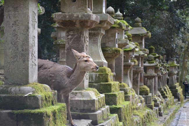 ８月の中元万燈籠では、<br />全燈籠に灯がともされて<br />幻想的な空間に。イってみたーい！<br /><br />
