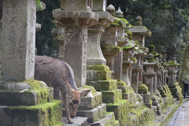 春日大社の石燈籠は約2000基で<br />崇敬者からの寄進によるもの。<br />　<br /><br />
