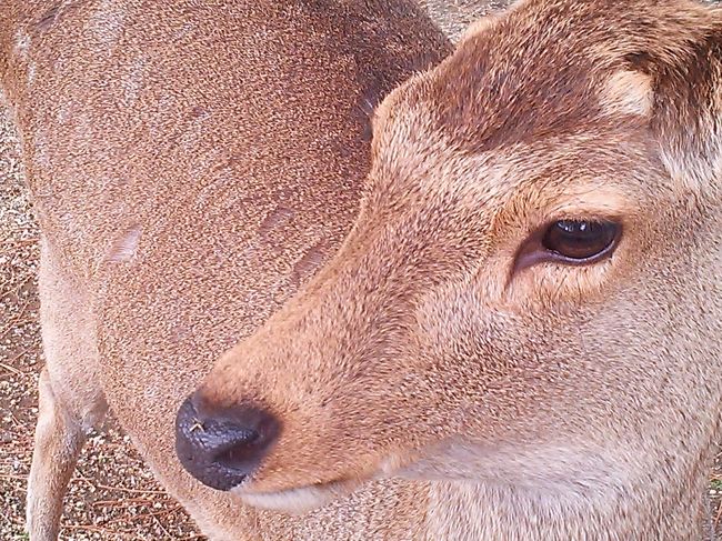 鹿島神宮から迎えられた祭神の<br />武甕槌命（たけみかづちのみこと）は<br />白鹿に乗ってやってキター。<br /><br />なので奈良公園の鹿は「神鹿」として<br />大切に保護されてきた国の天然記念物。<br />