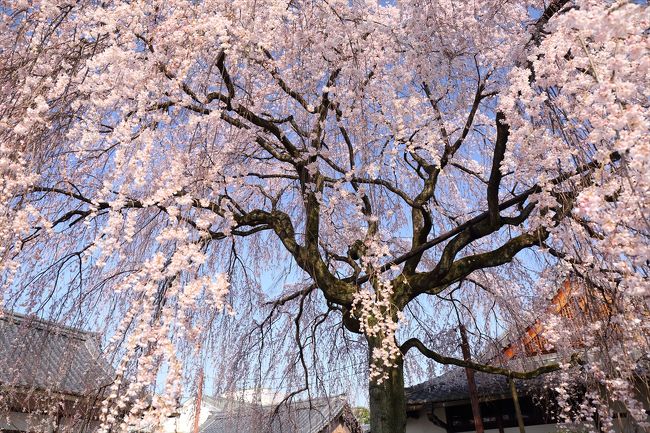 京都を歩く 1 降り注ぐ桜のシャワー 早咲き枝垂れ桜を巡る 二条 烏丸 河原町 京都 の旅行記 ブログ By ぺこにゃんさん フォートラベル