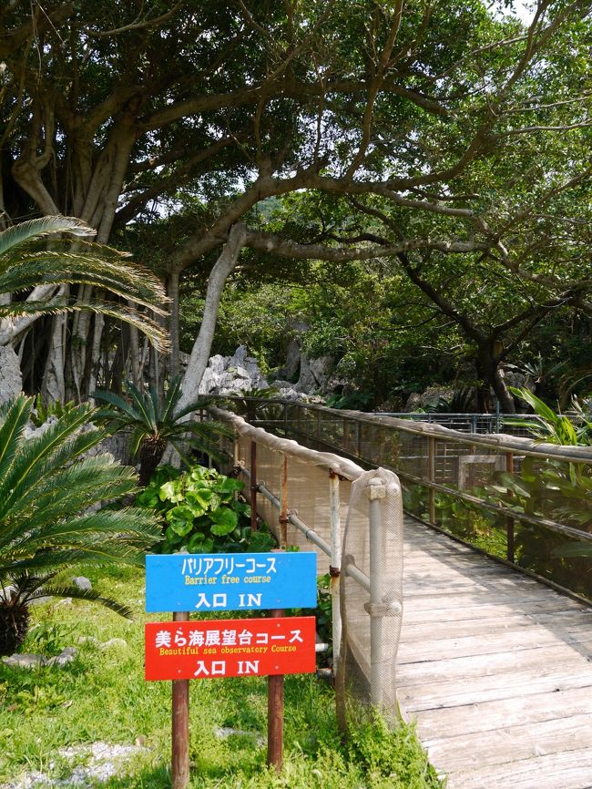 施設の方に一番のお勧めといわれた、美ら海展望台コースを行きます