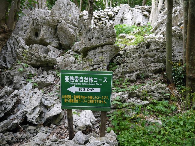 精気小屋からの帰りはマイクロバスの送迎を利用せずに、亜熱帯自然林コースを下ります。