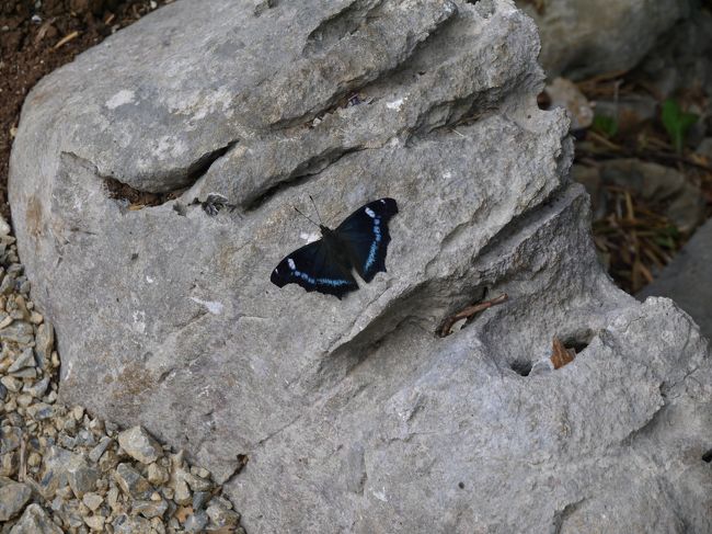 キレイな蝶が先導してくれました