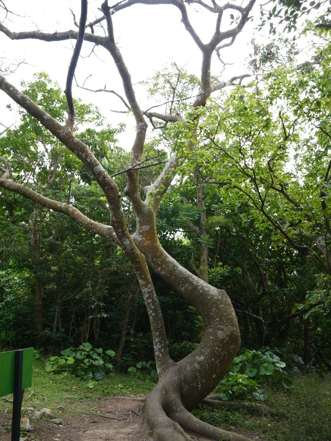 映画ゲゲゲの鬼太郎にもでた、ゲゲゲの奇木<br />