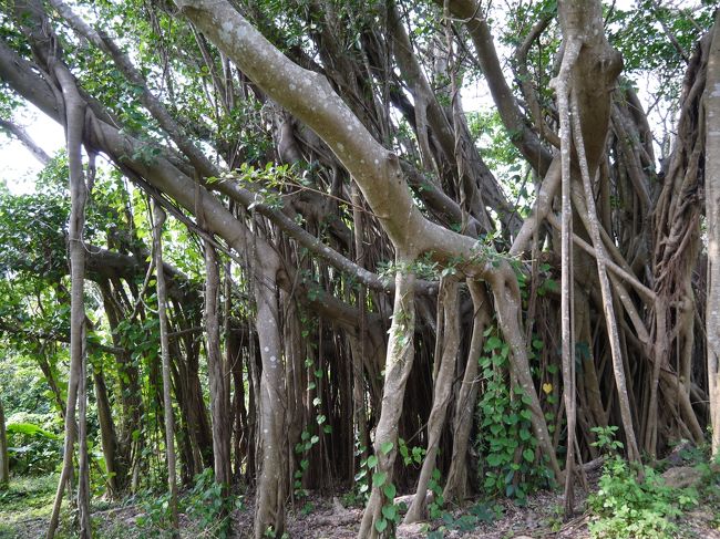 ひんぷんガジュマル