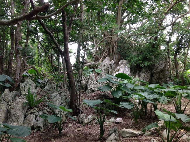 風の道ガジュマル群