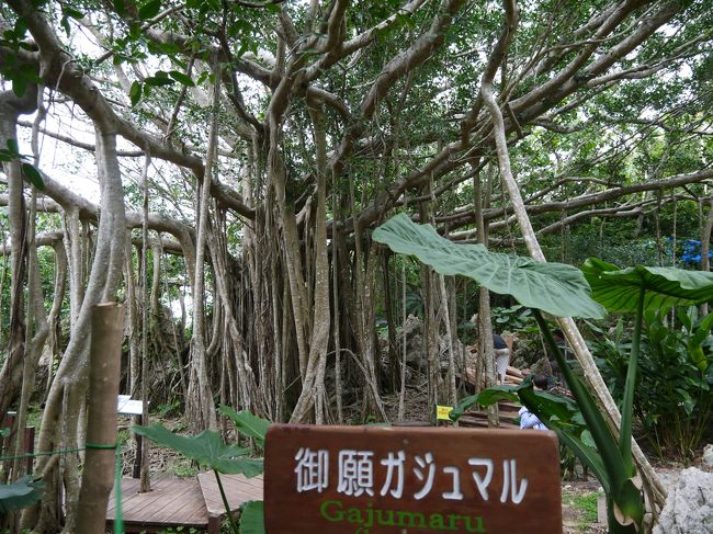 御願ガジュマル　大石林山のガジュマルの中で最も巨大で、樹冠の回りは日本一広いといわれる神木<br />
