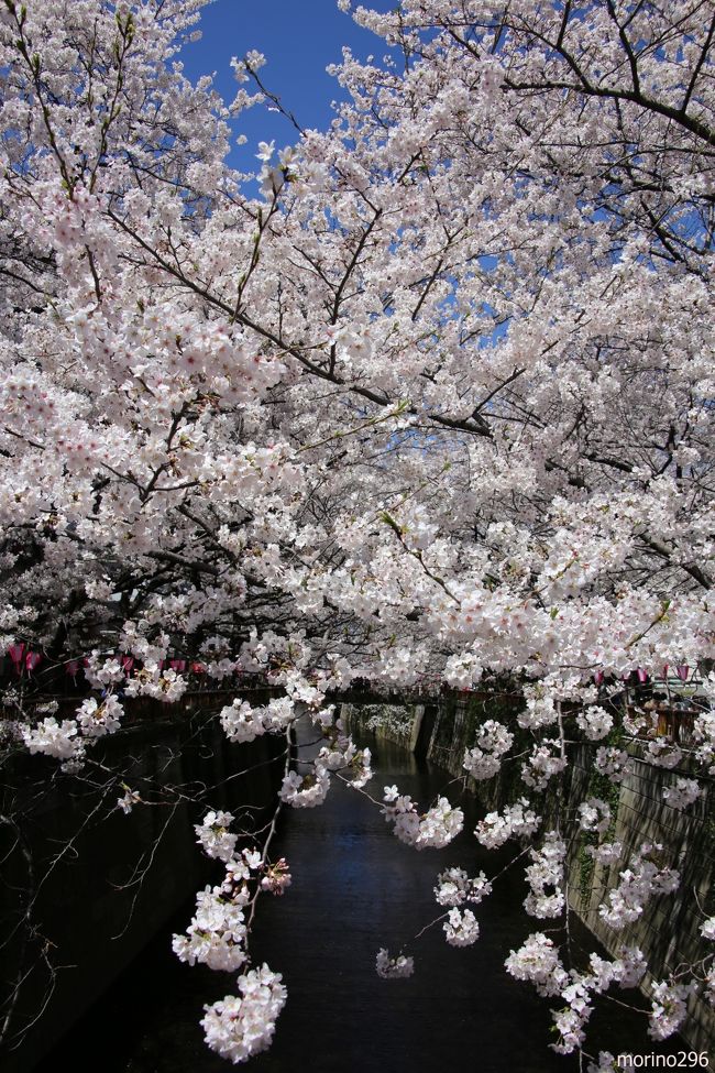 満開で～す♪目黒川の桜』中目黒・祐天寺(東京)の旅行記・ブログ