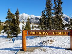 カークロスの村から北に2キロのところに、カークロス砂漠（Carcross Desert）があります。
“世界最小の砂漠” と言われ、面積は2.6平方キロです。
今は雪に覆われています。