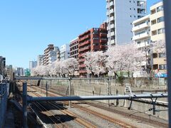 巣鴨駅前に移動して線路沿いの桜を見ます。
こちらも満開ですね。