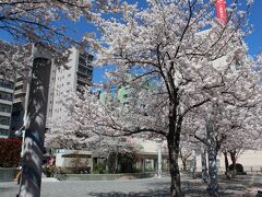 線路沿いを、桜並木を見ながら隣の駒込駅前に移動。
染井吉野桜記念公園の桜。