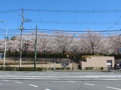 次は本郷通りを北進して、北区飛鳥山公園に向かいました。飛鳥山も桜の名所。
公園が真正面に見える場所に到着。