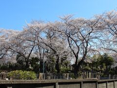 毎年同じ、この場所から撮っています。
染井霊園の塀の外から見た桜。
昨年は桜が早くて、３月２２日にはこのくらい咲いていたんですが、
今年は1週間以上遅れてますね。