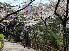 音無川に沿った桜並木。こちらもきれいですよ。