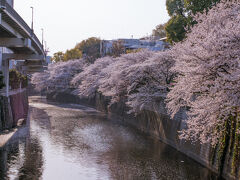 坂を登り春日通りを渡り、今度は坂を下ります。
神田川上流へ向け移動すると、江戸川橋駅付近から川沿いに桜がある江戸川橋公園に到着。
こちらも公園内は人が多いため、反対岸沿いの道を進みます。