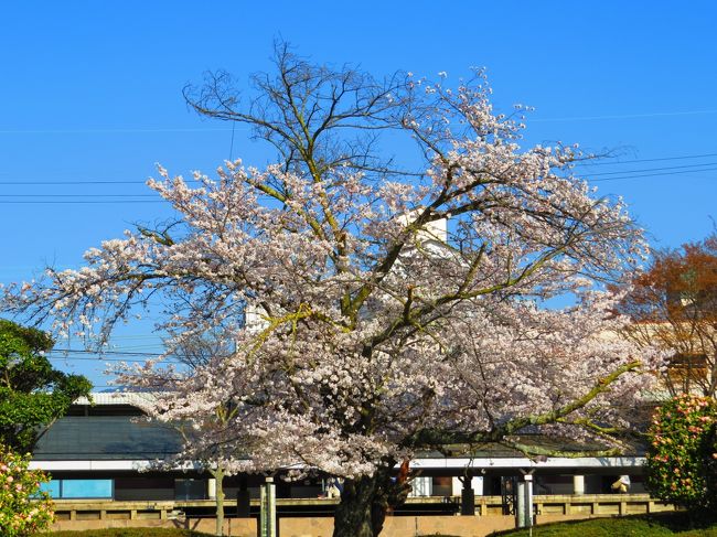 駅前の桜<br />花も満開でせっー
