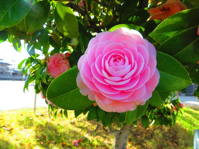 こちらも綺麗やしー<br />色鮮やかなピンク