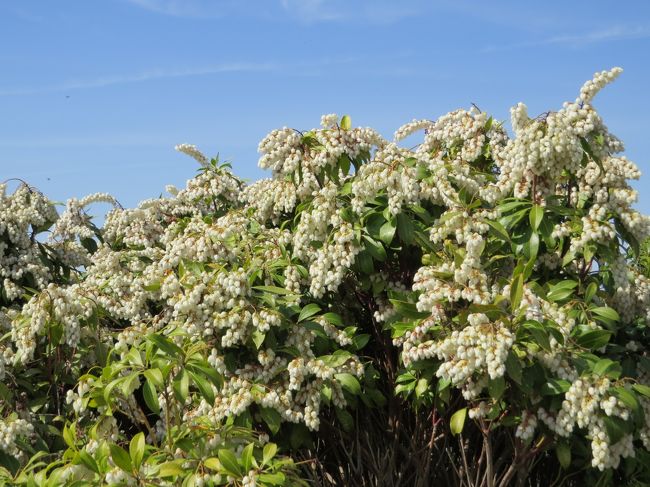 奈良県庁・屋上の馬酔草も満開です<br /><br />ささやきの小道の馬酔草も綺麗ですよ