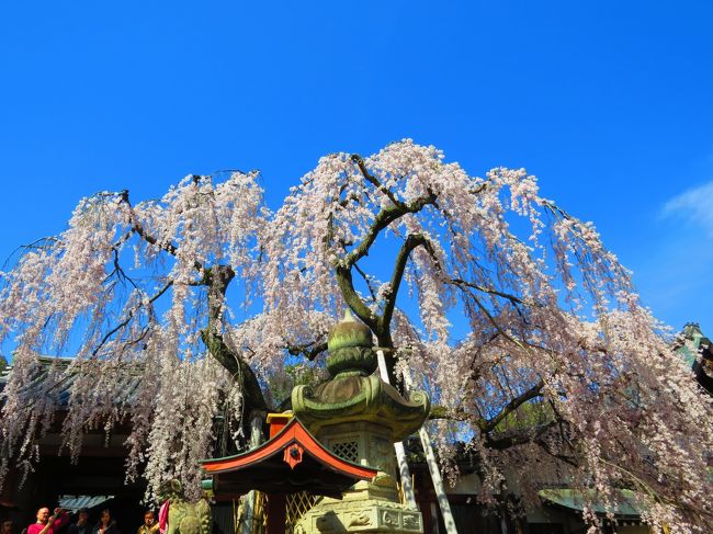 氷室神社・境内<br /><br />見事な「枝垂れ桜」ですよ