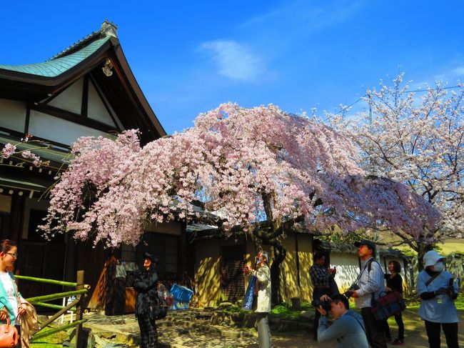 桜、満開で〜す