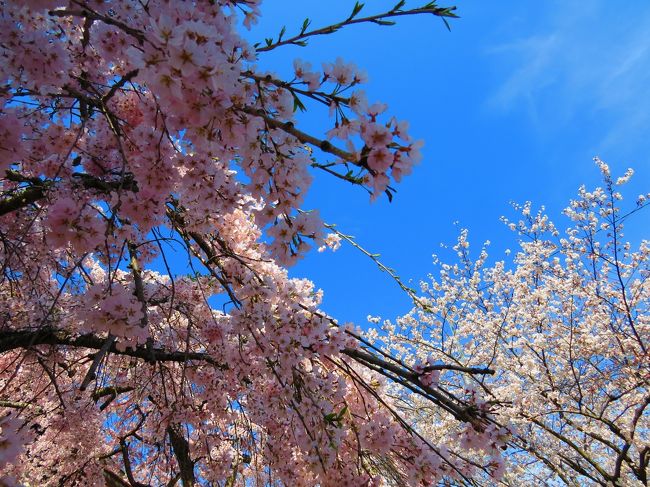 桜には青空が一番似合い