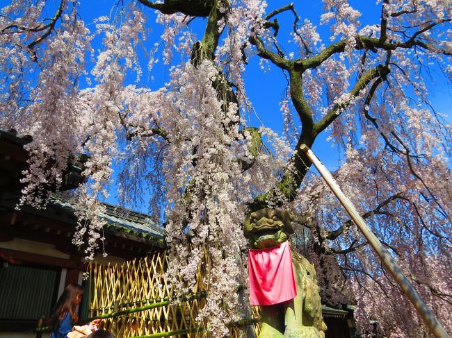 モデルさんではありません<br /><br />すこし待ちましたが人が切れず