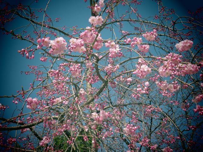 境内、桜色々（トイカメラ風）
