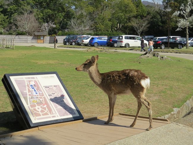 鹿さん字が読めるの〜？<br /><br />奈良公園内をブラブラしながら駅へ