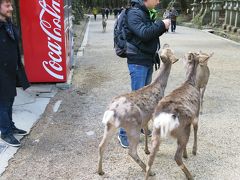 祖父の家から奈良までの行程はすっかり飛ばして奈良に到着。三連休の中日だけあってどこもかなりの混雑。なかなか駐車場も見つけられずようやく春日大社に駐車することができました。
春日大社というか奈良公園といえば鹿ですよね。鹿せんべい目当ての鹿たちが外人さんにも群がっていました。これ、注意しないと異常な数の鹿に襲われる可能性もあるのでお気をつけて。ちなみに嫁さんも群がられて身動きが取れなくなっていました（笑）