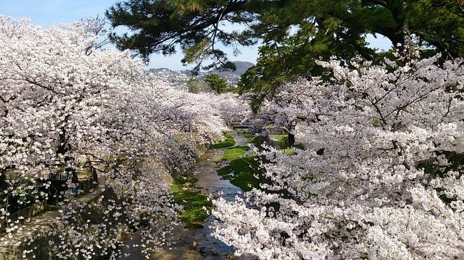 苦楽園の近くの橋から眺めると桜で川が見えないほど。