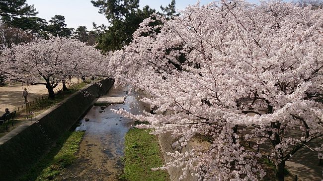 下流の桜の様子。