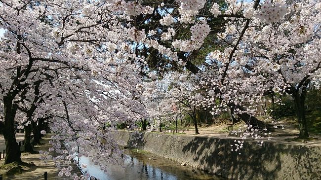 この辺りの桜は花が多いです。