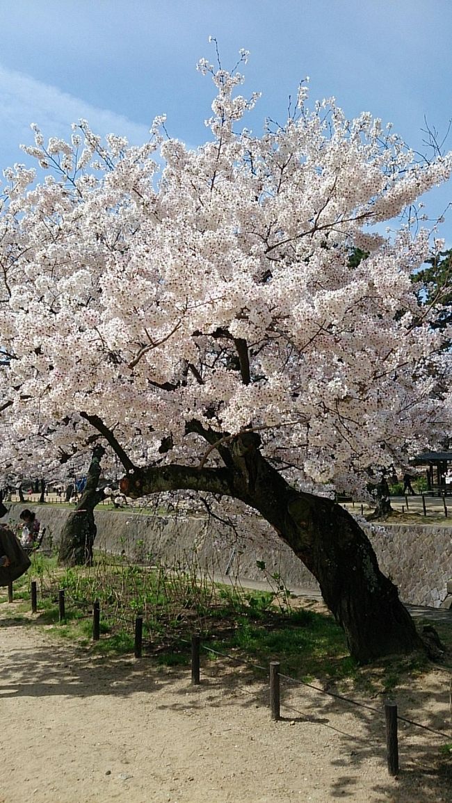 この古木も枝がかなり切られていました。でも花の勢いは素晴らしい。