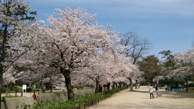 桜の木の下にはアジサイが植えられてます。ここは初夏に来るとアジサイロードとなります。