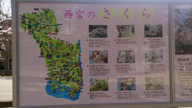 西宮の桜に関する説明もありました。