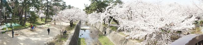 反対側の川下を見るパノラマどり。右側には公園があってこちらも桜が多い。でも正直言うと向かって左側の桜は古木で枯れてしまったものも多くて切り株がありました。昔はもっと両側の桜が迫っていたような感じがします。