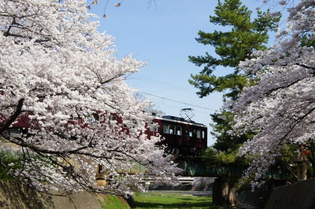反対向きの阪急電車が走っていきました。苦楽園からこの電車に乗って行ったことがありますが、桜の中を走るという感じではないので外から見る方が良い感じがします。