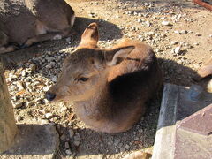 奈良公園の鹿です。
エサやりになると凶暴になる鹿もいます。
エサを持たないほうが安全に楽しめます。