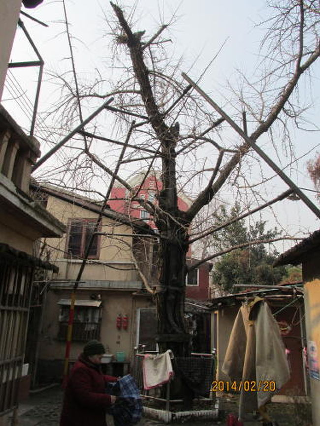 古銀杏樹。建物より古い樹のようです。