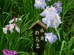 利根川を渡ると千葉県。水郷佐原水生植物園のアヤメは見頃でした。 「のろま」っていつもゆっくり走っている私のことか？！
