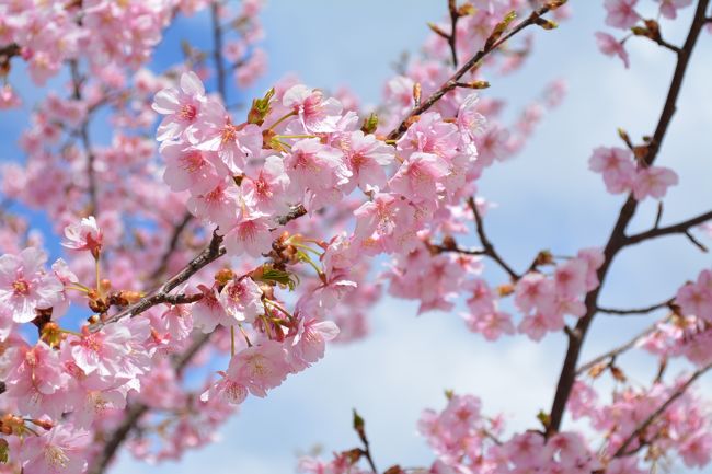 薬師寺は<br />近鉄・西ノ京駅を降りてすぐ。<br />お写経道場に向かう道に<br />桜が咲いてた〜。<br />