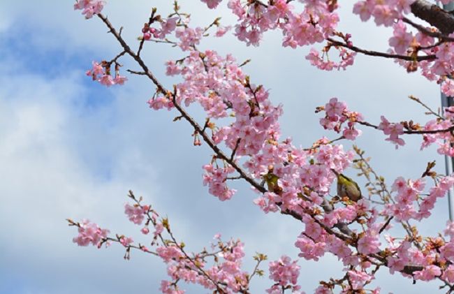 ウグイスも飛んできました。<br />桜にウグイス。ホーホケキョ。