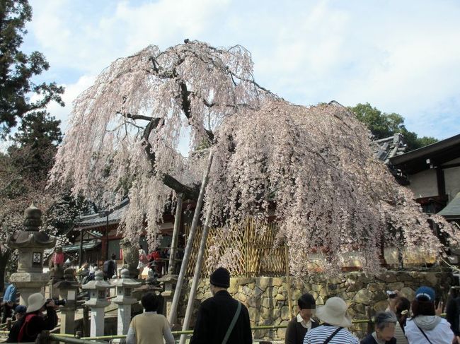 駐車場の時間を気にしつつ、足早に神社へ向かいました。<br />５日ほど前から満開ということだったので、本当はもっと早く来たかったのですが、これで4年連続見られたし、良しとします(^^ゞ