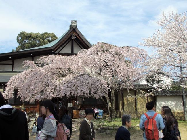 隣にある子どもの桜。