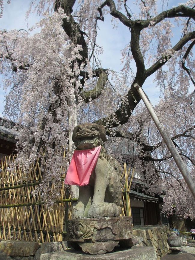 氷室神社と言えば定番の狛犬と桜の1枚。<br />めっちゃ人が多いので、途切れるのを待つのが大変。<br />さっきの写真は後からきれいに色の補正ができたんですけど、これはそのままの物です（うまくできなかったので）。