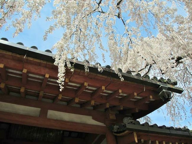 四御門の屋根を見上げたところ。