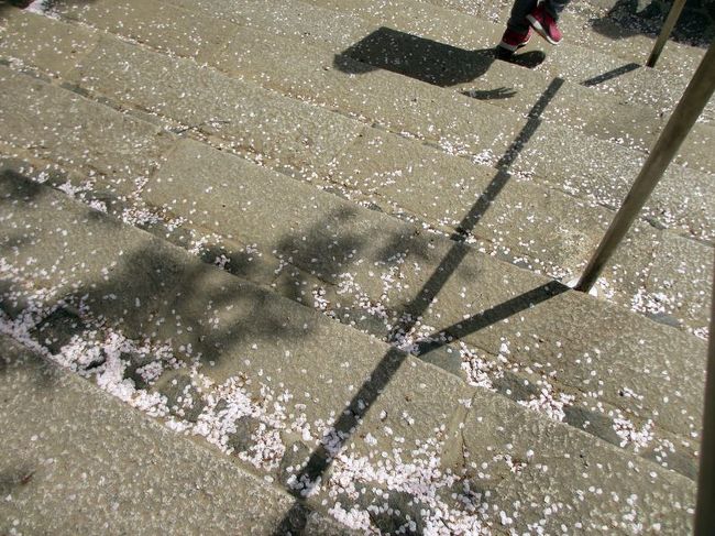 実はこの日、風がかなり強くて、風が吹くたびに見事な花吹雪〜。<br />私の胸元やバッグにまで入り込む花びら(^-^;