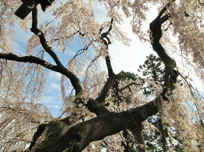 下から見上げるのも好きなんですよね。